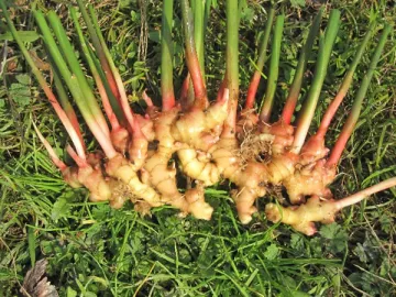 Ginger Extract