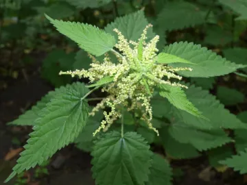 Nettle Extract