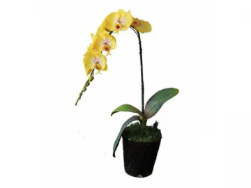 Artificial Butterfly Orchid