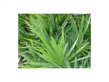 Saw Palmetto Extract