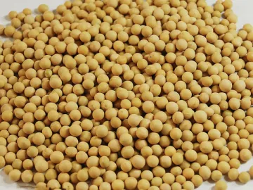 Soybean