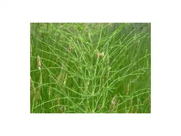 Horsetail Extract