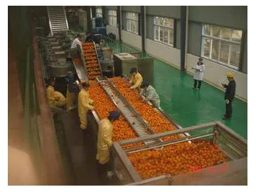 Orange Juice Concentrate Processing Line