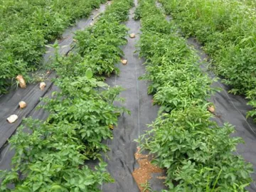 Weed Control Fabric