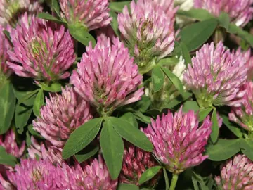 Red Clover Extract