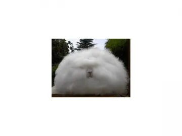 Angora Fiber