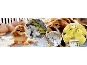 Poultry Breeding Equipment