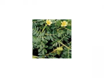 Tribulus Terrestris P.E