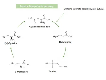 Taurine