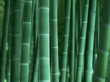 Bamboo fiber